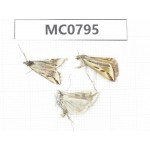 Moths sp. China, Tibet, Xigaze, Saga county. 3Pcs. MC0795.