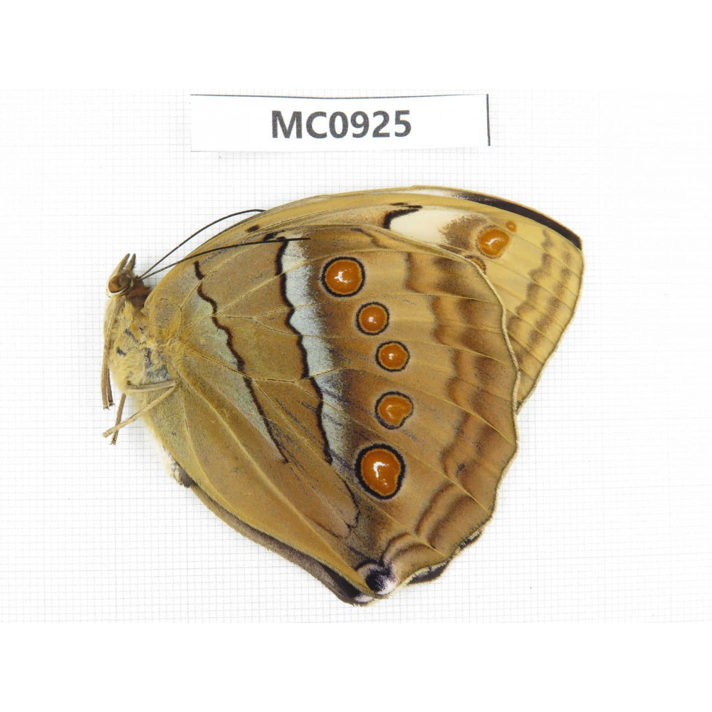 Stichophthalma camadeva. China, Tibet, Linzhi, Motuo county. 1M. MC0925.