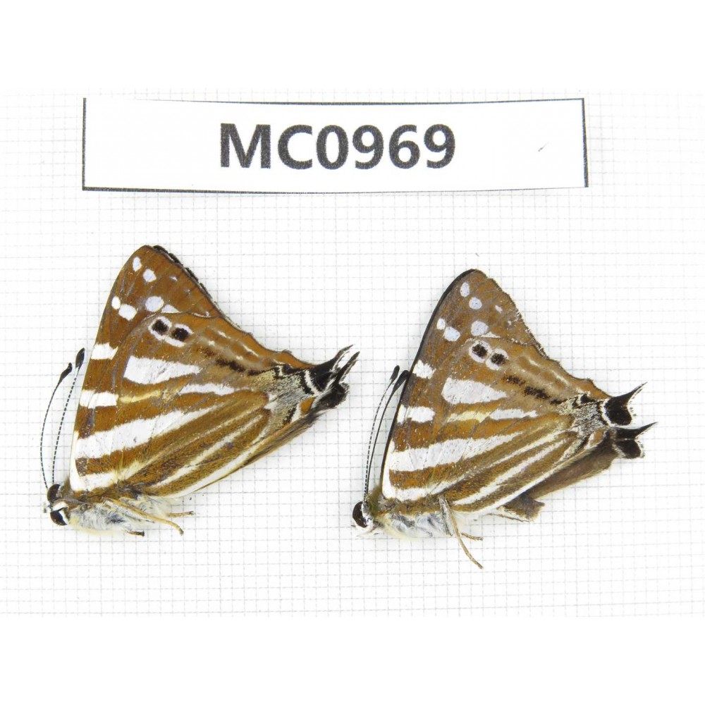 Dodona eugenes. China, Tibet, Linzhi area, Bomi county. 2M. MC0969.