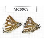Dodona eugenes. China, Tibet, Linzhi area, Bomi county. 2M. MC0969.