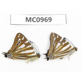 Dodona eugenes. China, Tibet, Linzhi area, Bomi county. 2M. MC0969.