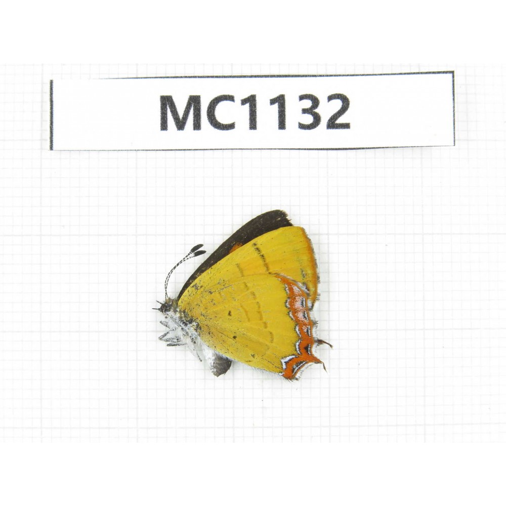 Heliophorus sp. China, Tibet, Linzhi, Bomi county. 1M. MC1132.