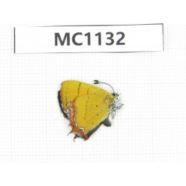 Heliophorus sp. China, Tibet, Linzhi, Bomi county. 1M. MC1132.
