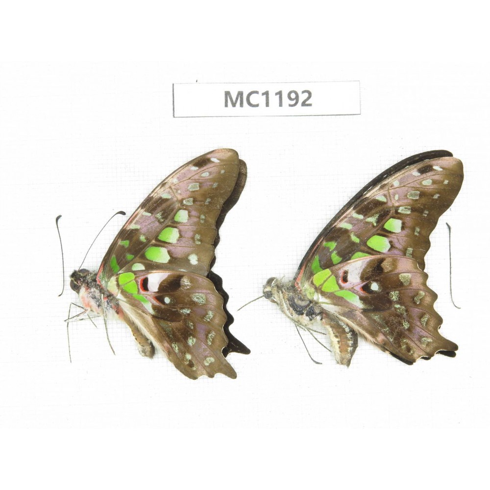 Graphium agamemnon ssp. China, Yunnan, Puer, Lancang county. 2M.MC1192.