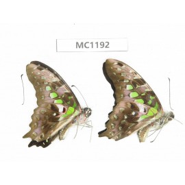 Graphium agamemnon ssp. China, Yunnan, Puer, Lancang county. 2M.MC1192.