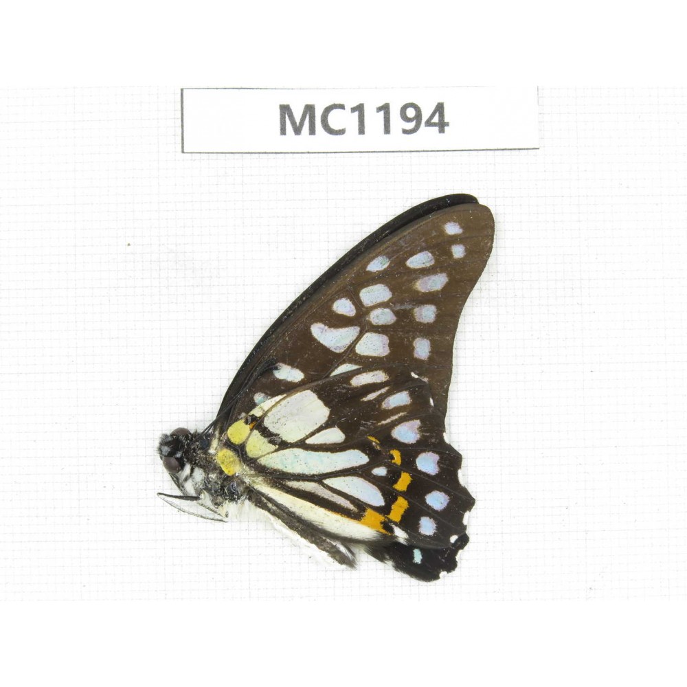 Graphium chironides ssp. China, Yunnan, Puer, Lancang county. 1M.MC1194.