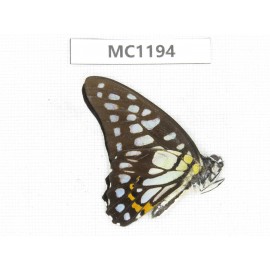 Graphium chironides ssp. China, Yunnan, Puer, Lancang county. 1M.MC1194.