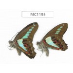 Graphium sarpedon ssp. China, Yunnan, Puer, Lancang county. 2M.MC1195.