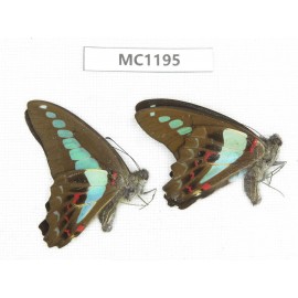 Graphium sarpedon ssp. China, Yunnan, Puer, Lancang county. 2M.MC1195.