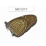 Euploea mulciber. China,  S of Yunnan, Puer area, Lancang county. 1F. MC1211.