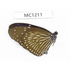 Euploea mulciber. China,  S of Yunnan, Puer area, Lancang county. 1F. MC1211.