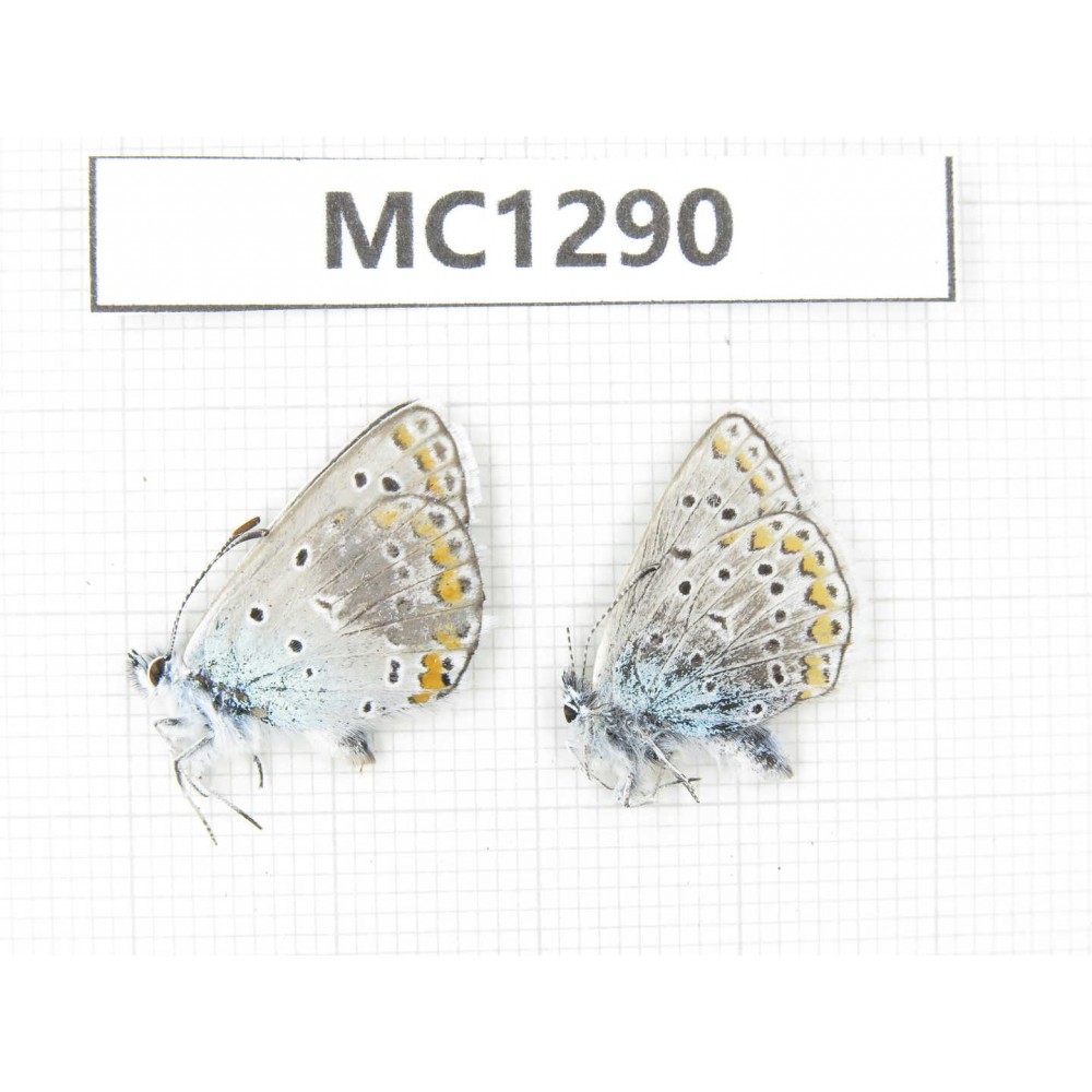 Polyommatus sinina. China, Qinghai, Xining, PingAn county. 2M. MC1290.