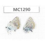 Polyommatus sinina. China, Qinghai, Xining, PingAn county. 2M. MC1290.