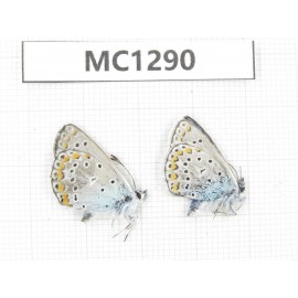 Polyommatus sinina. China, Qinghai, Xining, PingAn county. 2M. MC1290.