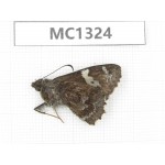 Lobocla bifasciata. China, Yunnan, Xiangerila, Deqin county. 1M. MC1324.