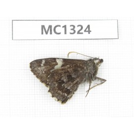 Lobocla bifasciata. China, Yunnan, Xiangerila, Deqin county. 1M. MC1324.