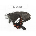 Papilio polytes ssp. China, NW of Yunnan, Lijiang area, W part of  Yulong county. 1M. MC1389.
