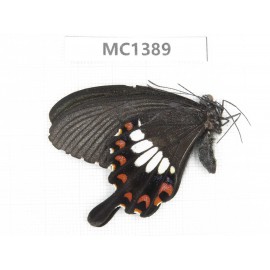 Papilio polytes ssp. China, NW of Yunnan, Lijiang area, W part of  Yulong county. 1M. MC1389.