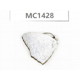 Curetis acuta. China, Yunnan, Nujiang, N of Mt.Biluoxueshan. 1M. MC1428.