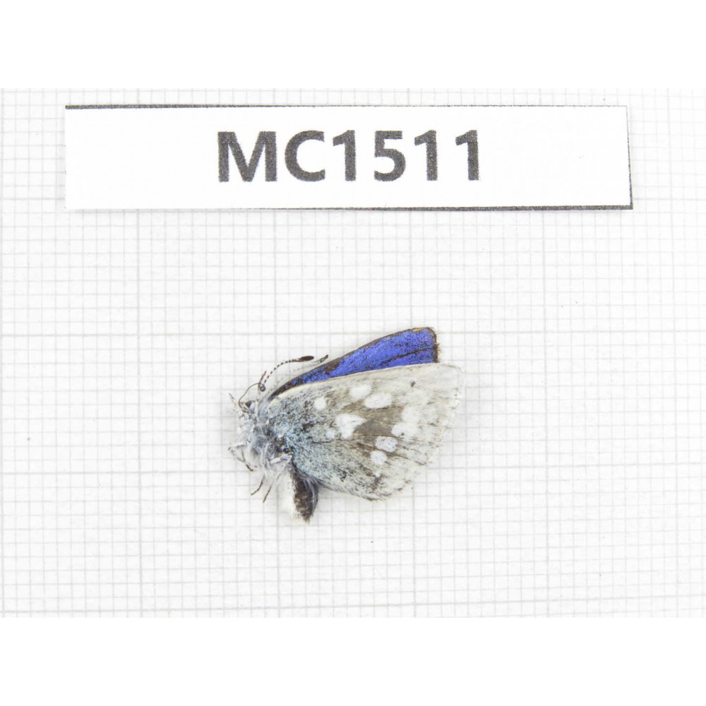 Albulina orbitula. China, Sichuan, Ganzi, Litang county. 1M. MC1511.