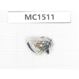 Albulina orbitula. China, Sichuan, Ganzi, Litang county. 1M. MC1511.