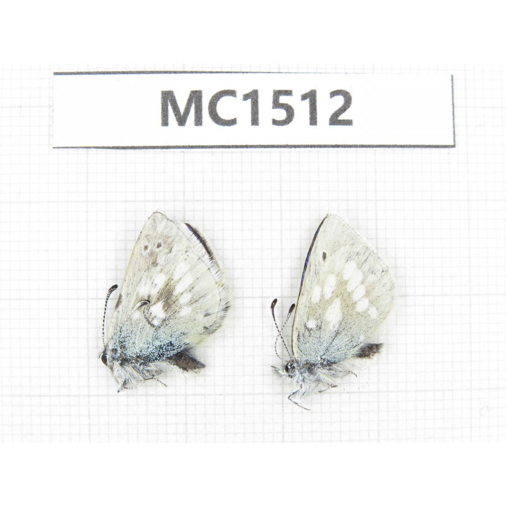 Albulina orbitula. China, Sichuan, Ganzi, Litang county. 2M. MC1512.