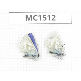 Albulina orbitula. China, Sichuan, Ganzi, Litang county. 2M. MC1512.