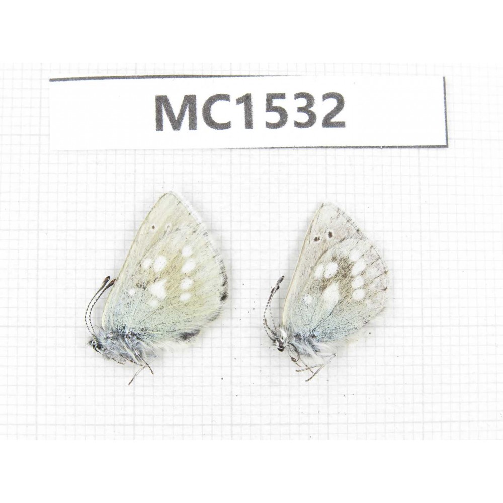 Albulina orbitula. China, Sichuan, Ganzi, Daofu county. 2M. MC1532.