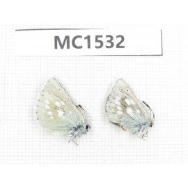 Albulina orbitula. China, Sichuan, Ganzi, Daofu county. 2M. MC1532.