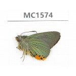 Choasps benjaminii. China, Tibet, Linzhi, Milin county. 1M. MC1574.