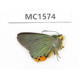 Choasps benjaminii. China, Tibet, Linzhi, Milin county. 1M. MC1574.