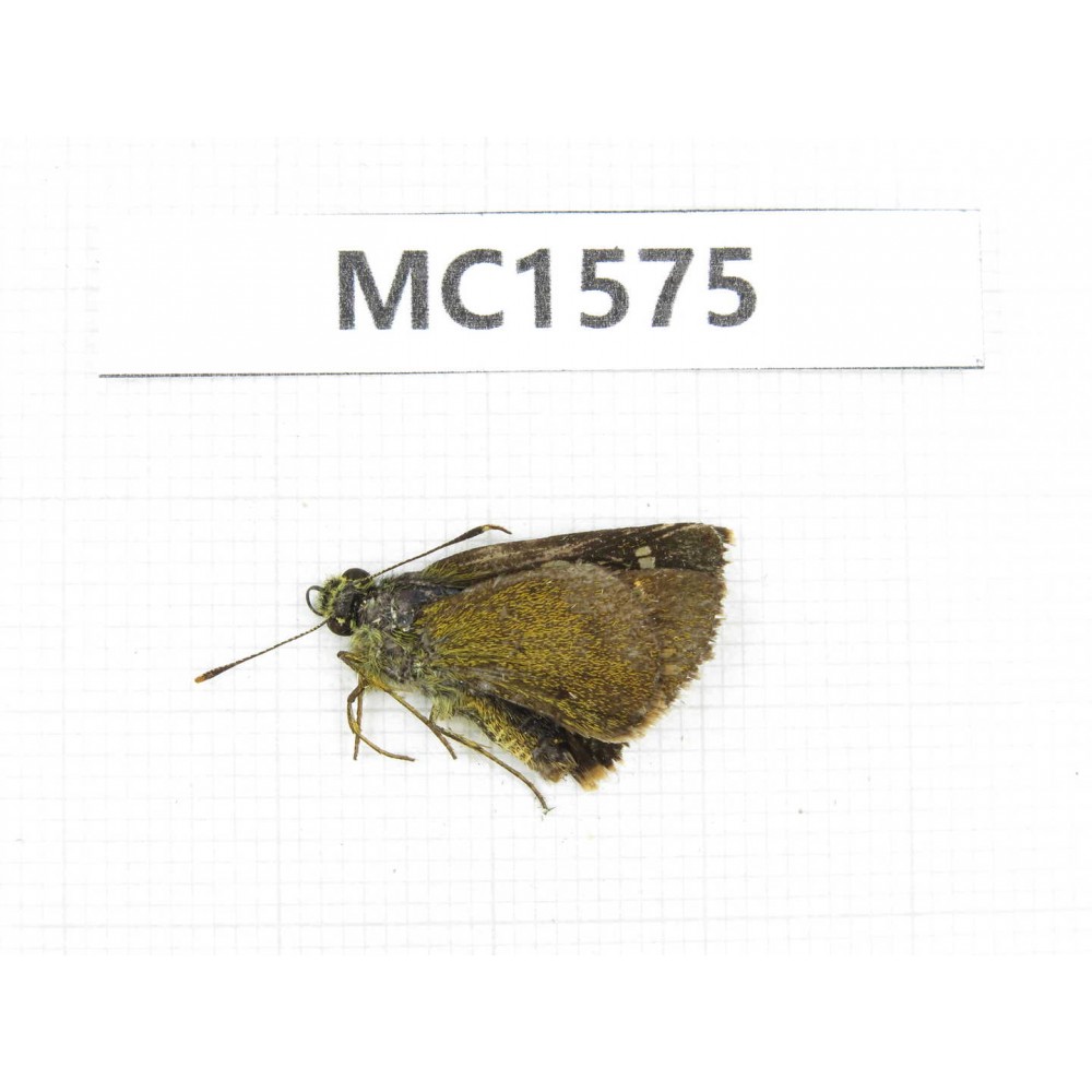 Hesperidae sp. China, Tibet, Linzhi, Milin county. 1M. MC1575.