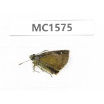 Hesperidae sp. China, Tibet, Linzhi, Milin county. 1M. MC1575.