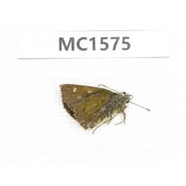 Hesperidae sp. China, Tibet, Linzhi, Milin county. 1M. MC1575.