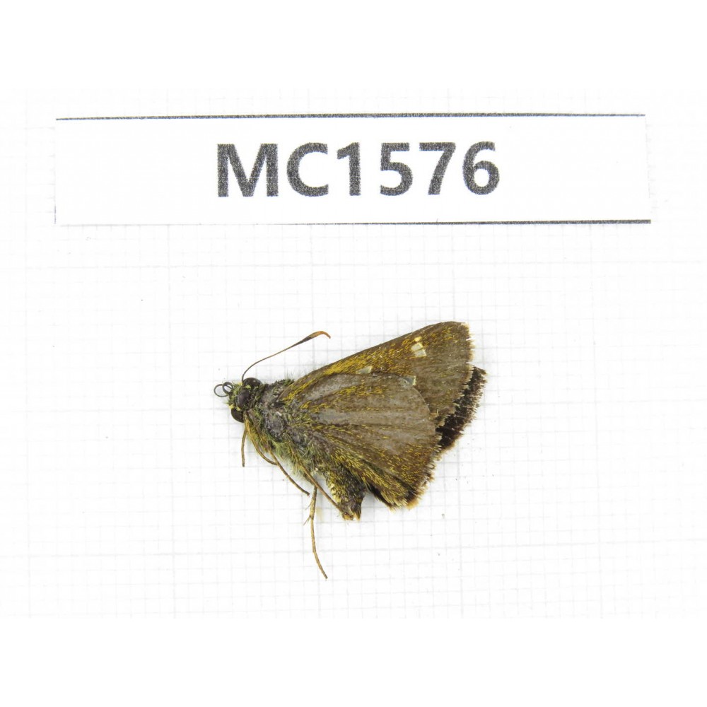 Hesperidae sp. China, Tibet, Linzhi, Milin county. 1M. MC1576.