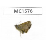 Hesperidae sp. China, Tibet, Linzhi, Milin county. 1M. MC1576.