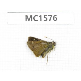 Hesperidae sp. China, Tibet, Linzhi, Milin county. 1M. MC1576.