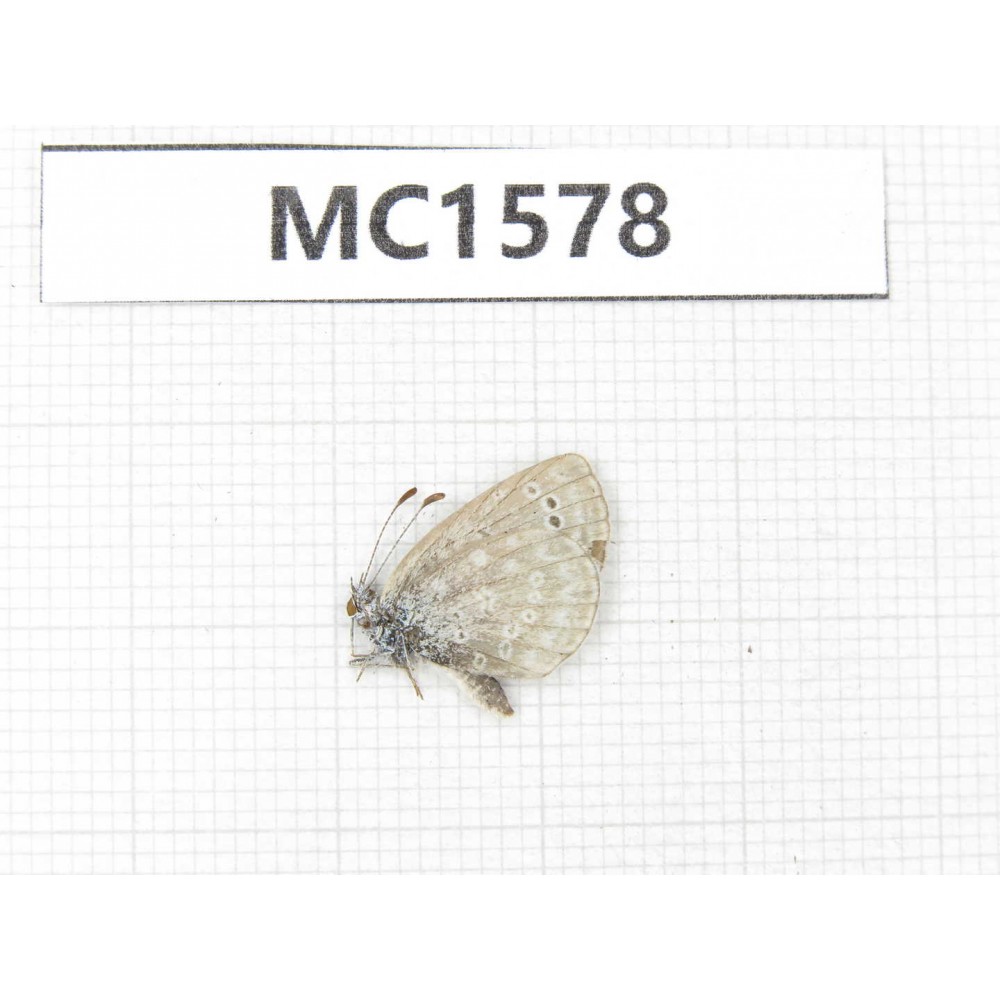 Zizina emelina. China, Linzhi area, Milin county. 1M. MC1578.