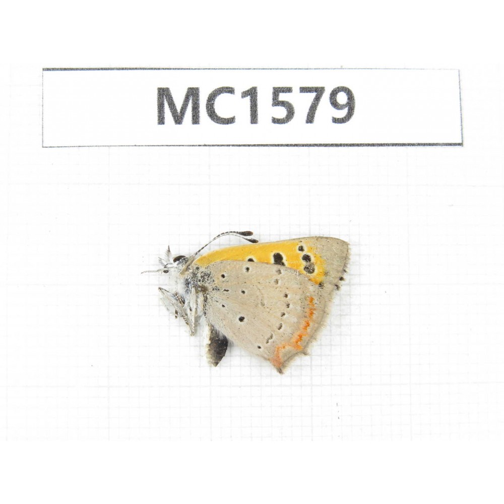 Lycaena phlaeas. China, Linzhi area, Milin county. 1M. MC1579.