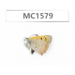 Lycaena phlaeas. China, Linzhi area, Milin county. 1M. MC1579.