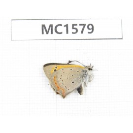 Lycaena phlaeas. China, Linzhi area, Milin county. 1M. MC1579.