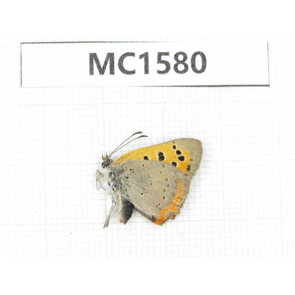 Lycaena phlaeas. China, Linzhi area, Milin county. 1M. MC1580.