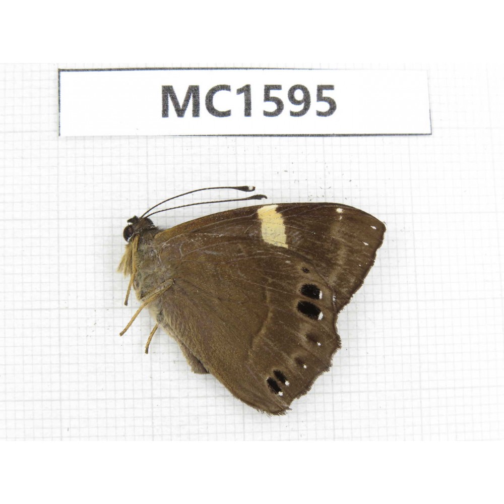 Abisara fylloides. China, Tibet, Linzhi, Motuo county. 1M. MC1595.