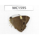 Abisara fylloides. China, Tibet, Linzhi, Motuo county. 1M. MC1595.