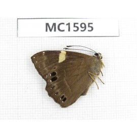 Abisara fylloides. China, Tibet, Linzhi, Motuo county. 1M. MC1595.