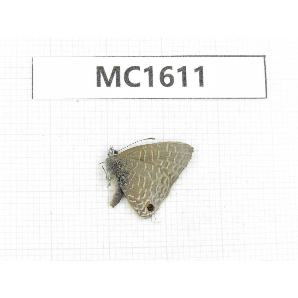 Lonolyce helicon. China, Tibet, Motuo county, Beibeng. 1M. MC1611.