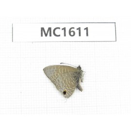 Lonolyce helicon. China, Tibet, Motuo county, Beibeng. 1M. MC1611.