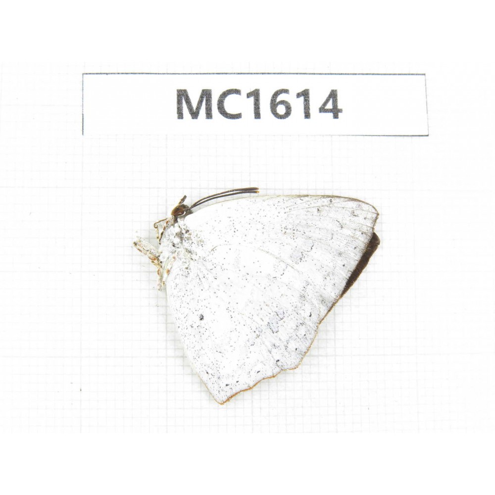 Curetis acuta. China, Tibet, Linzhi, Motuo county. 1M. MC1614.