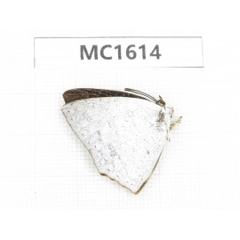 Curetis acuta. China, Tibet, Linzhi, Motuo county. 1M. MC1614.