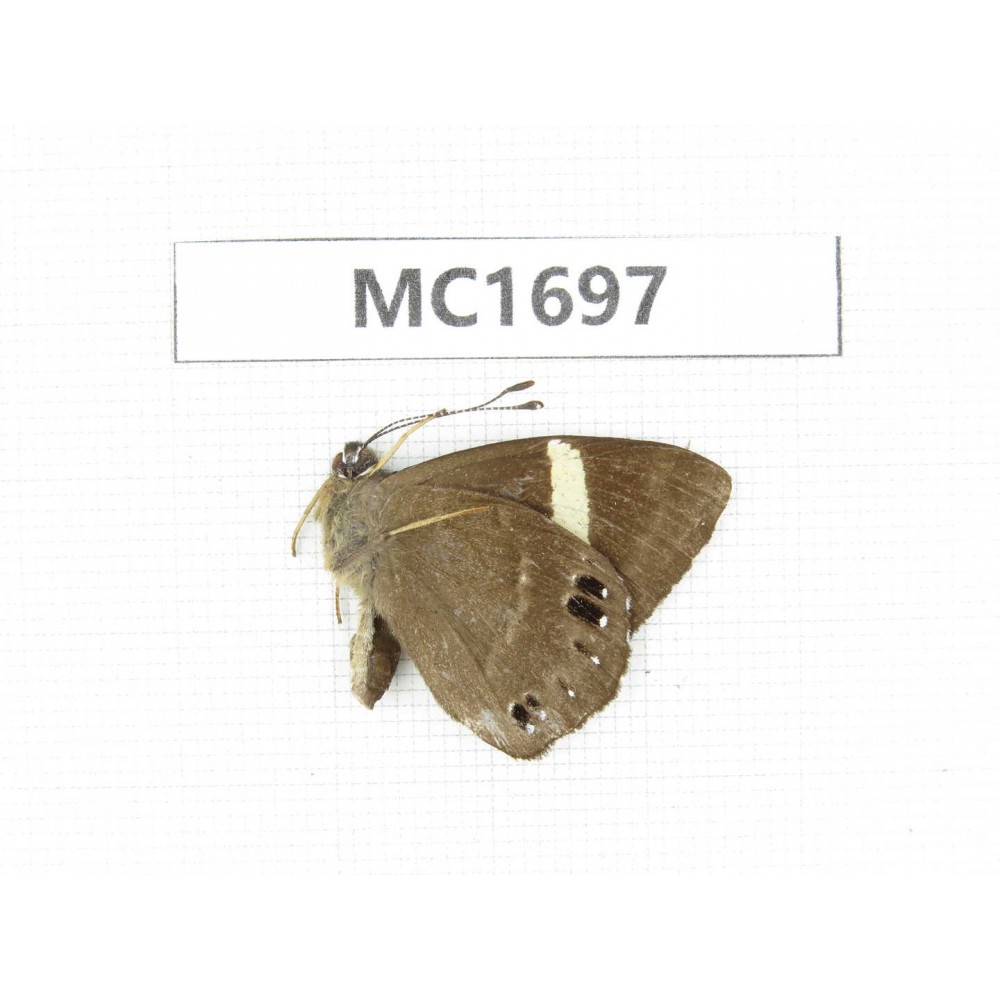 Abisara fylloides. China, Sichuan, Liangshan, Dechang county. 1M. MC1697.